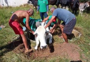 Vaca é resgatada pela Sema em Santa Clara após cair em fossa