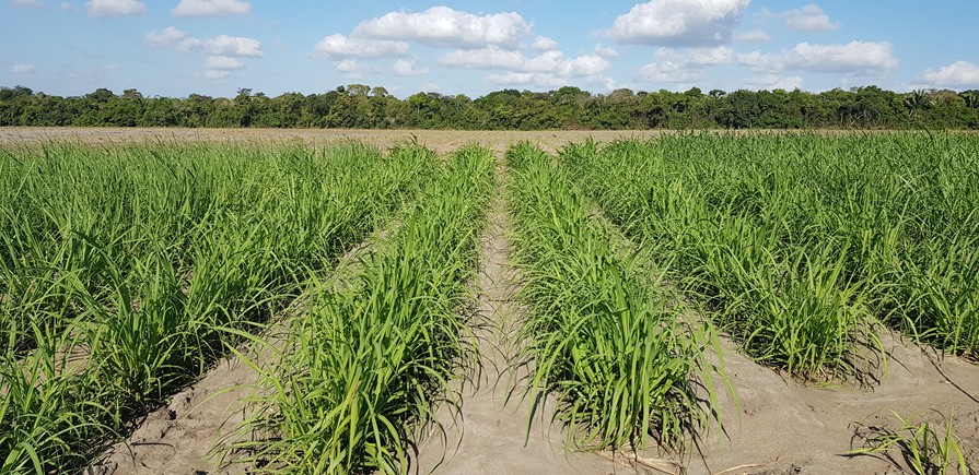 Secretaria de Agricultura e Embrapa destacam potencial do Norte Fluminense para a produção de grãos