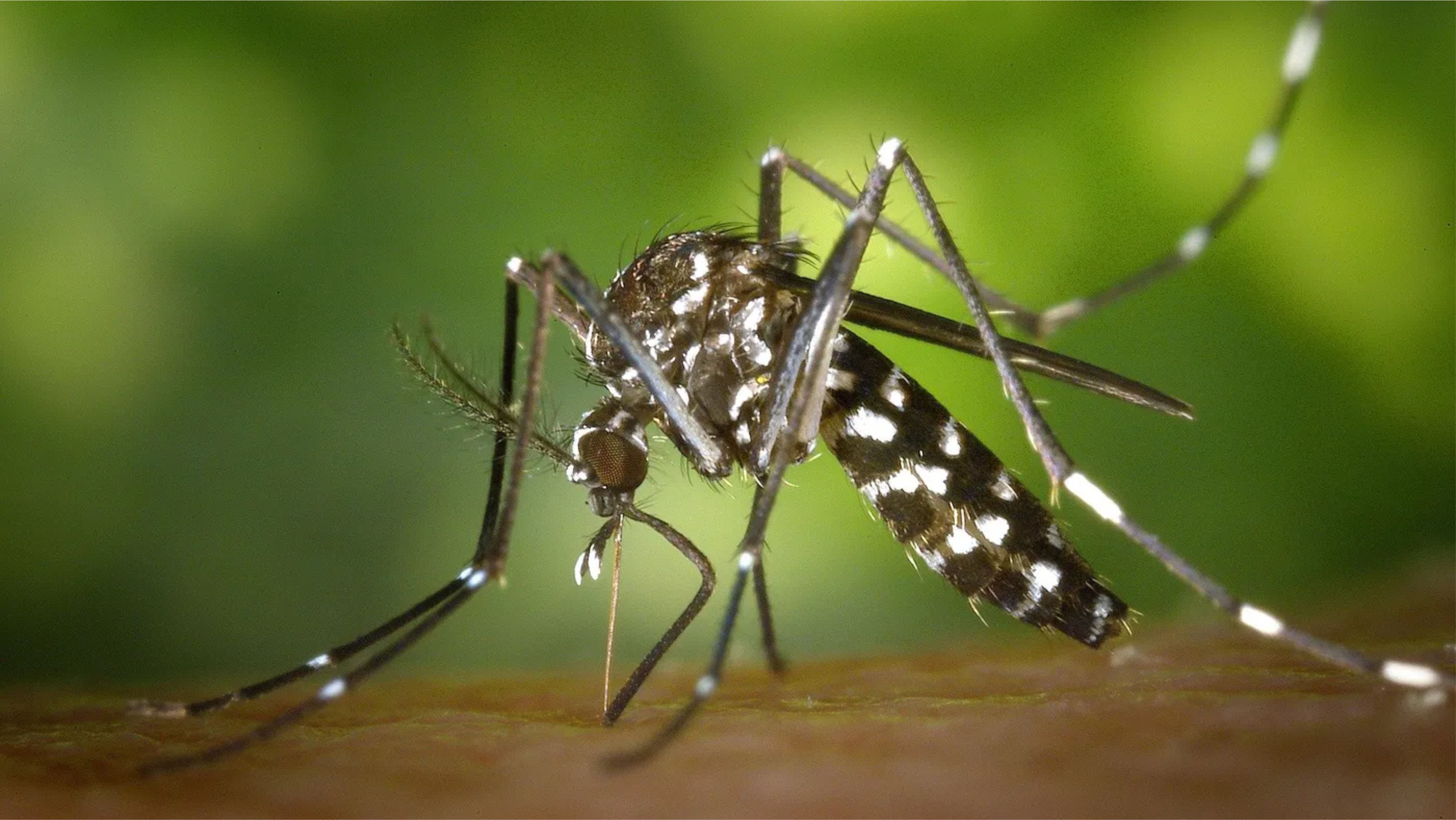 Com surto em alta, Brasil chega em 4 meses ao mesmo patamar de casos de dengue de todo o ano passado